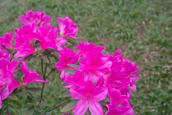 Azalea flowers — Stock Photo, Image