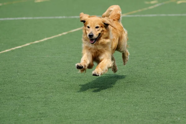 Golden retriever dog running — Stock Photo, Image
