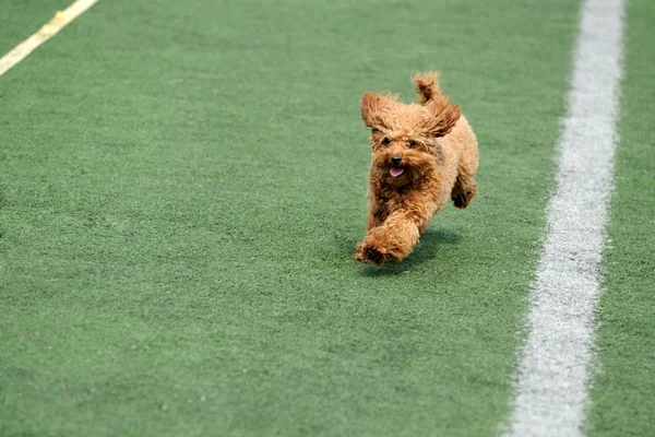 Маленькая игрушечная собачка бежит — стоковое фото