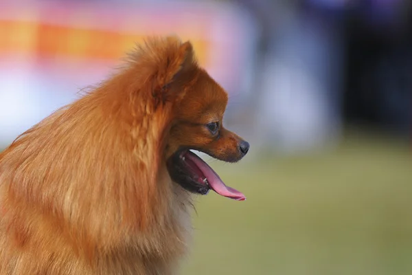 Померанская собака — стоковое фото