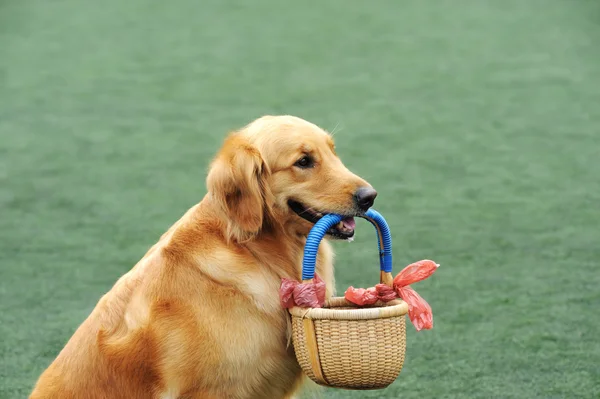 Golden retriever dog holding basket — Stock Photo, Image
