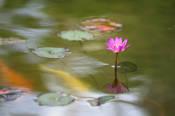 Flor de lirio de agua — Foto de Stock