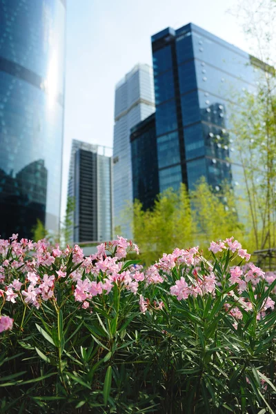Flowers against modern building background — Stock Photo, Image