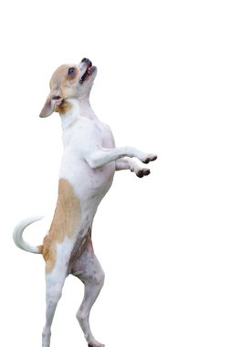 Chihuahua dog standing clipart