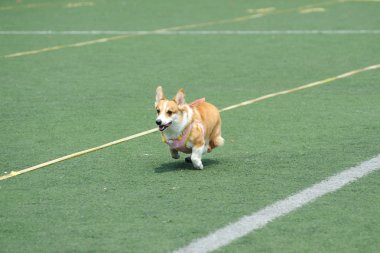 Galce corgi köpek koşma