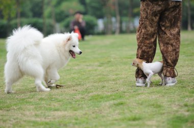 Two dogs playing clipart