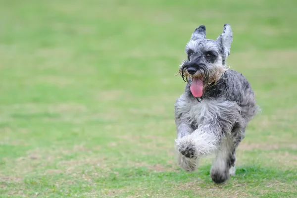 Мініатюрна собака-шнауцера, що біжить на газоні — стокове фото