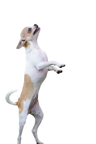 Chihuahua hund stående — Stockfoto