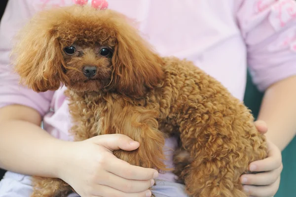 Toy poedel hond houden in armen — Stockfoto