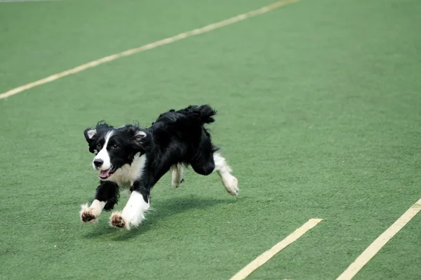 Frontera Collie perro corriendo —  Fotos de Stock