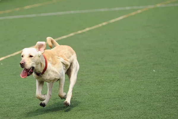 Labrador-Hund läuft — Stockfoto