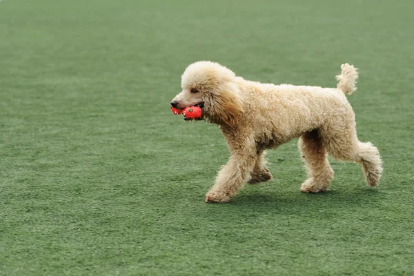 Poodle dog running — Stock Photo, Image