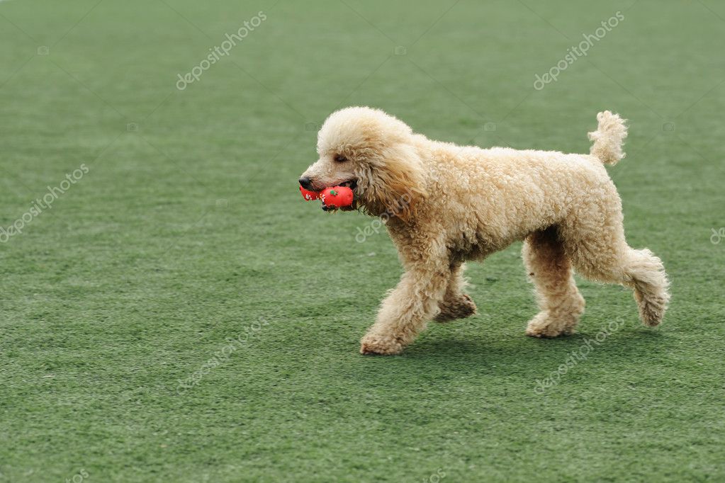 are poodles mouthy