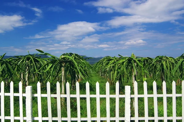 stock image Dragon fruit garden