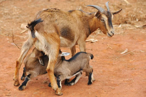 stock image Goats feeding