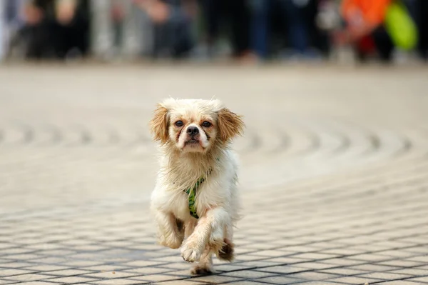 犬のランニング — ストック写真