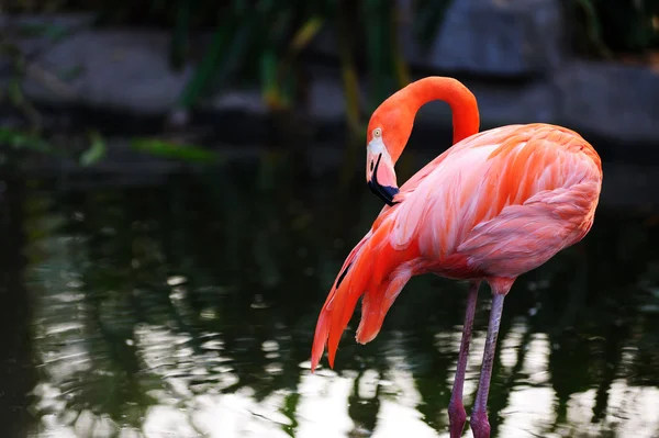 Flamingo kuşu — Stok fotoğraf