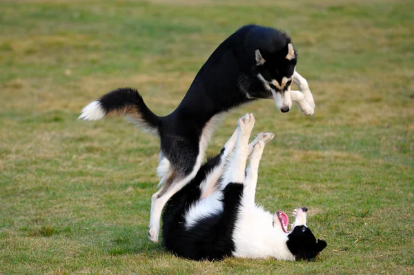 Собаки играют — стоковое фото