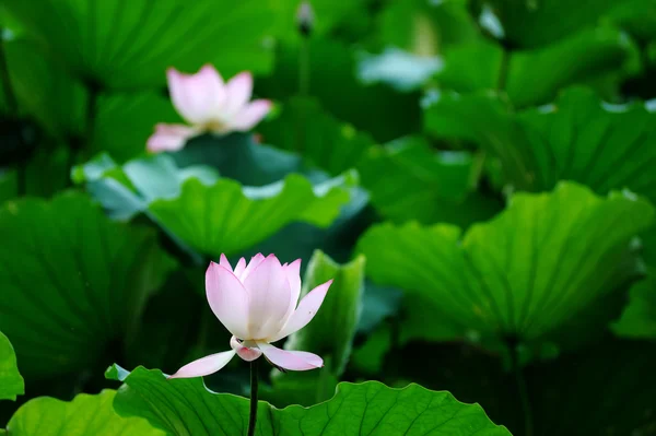 Flor de lótus — Fotografia de Stock