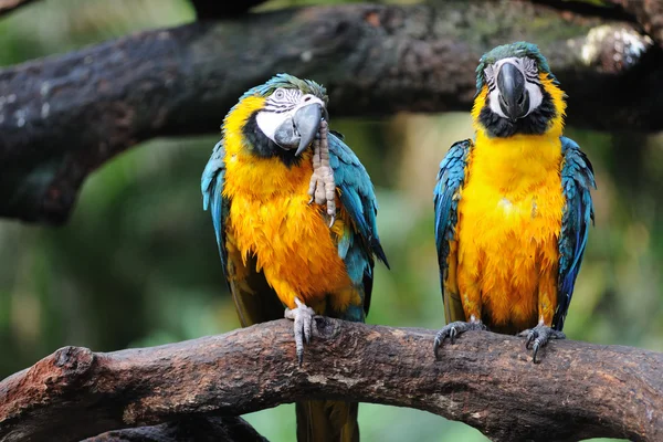 Papegoja fåglar — Stockfoto