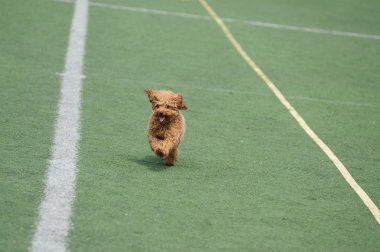 çalışan küçük oyuncak fino köpeği