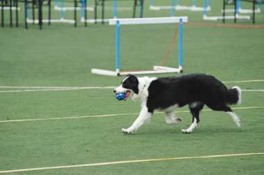 çalışan sınır collie köpek