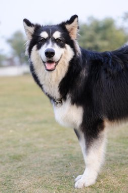 Alaskan malamute köpek duran'ın bahçesinde