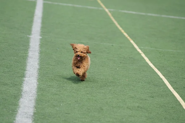 Pequeño perro caniche de juguete corriendo —  Fotos de Stock