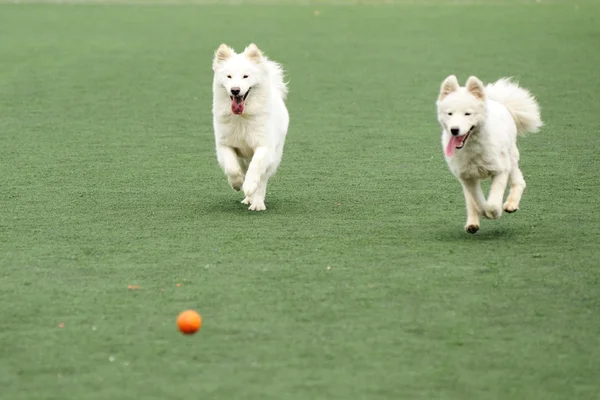 Two dogs chasing ball — Stock Photo, Image