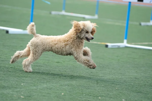 Uszkár kutya fut — Stock Fotó