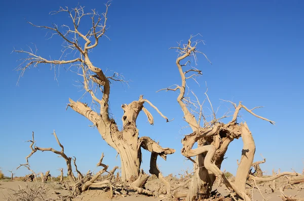 stock image Dead trees