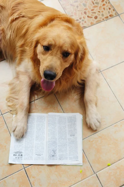 Собака читання книги — стокове фото
