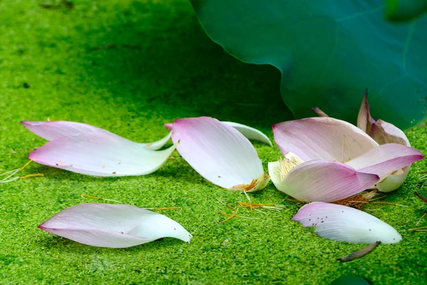 Herabgefallene Blütenblätter — Stockfoto