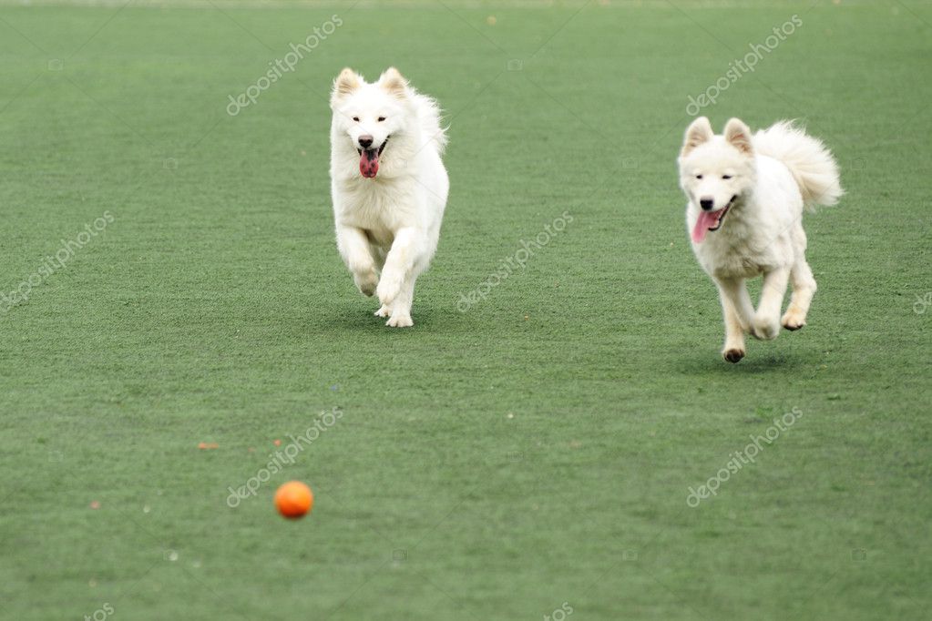 Two dogs chasing ball — Stock Photo © raywoo 6587178