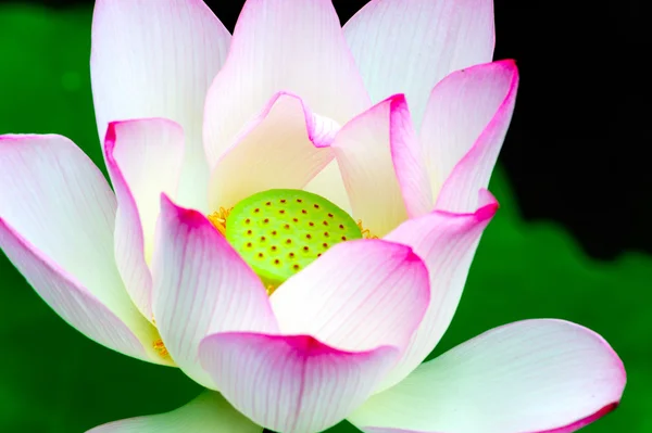 Close-up de flor de lótus — Fotografia de Stock