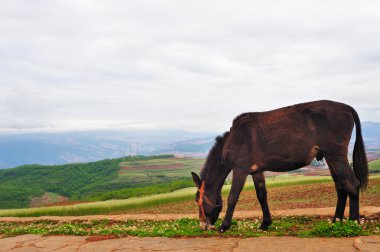 eşek alanı