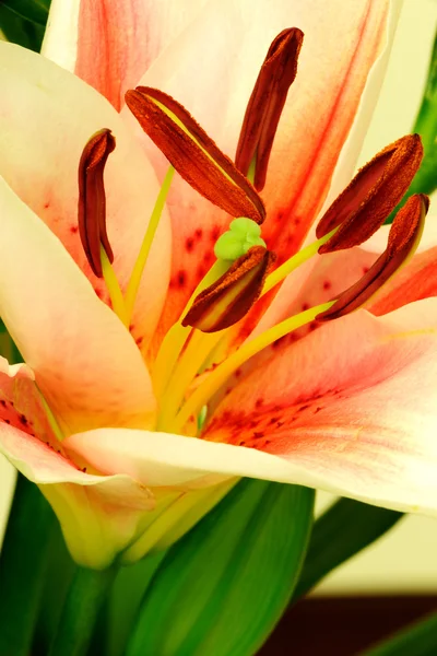 stock image Lily flower macro