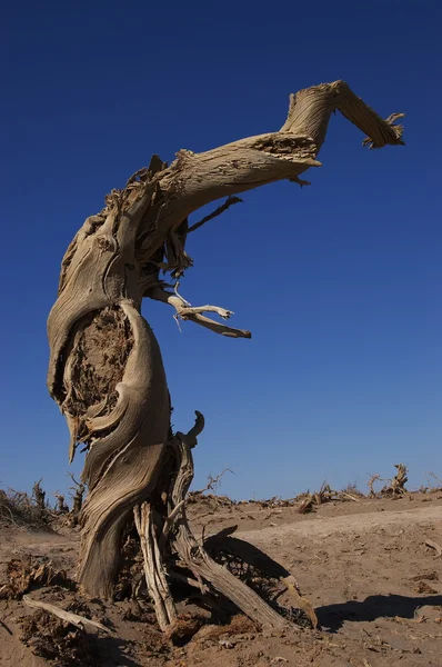 stock image Dead tree