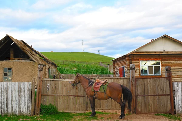 Horse near yard — Stock Photo, Image