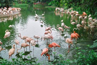 Gölette flamingo kuşları