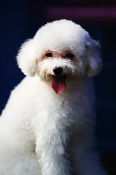 Oyuncak fino köpeği — Stok fotoğraf