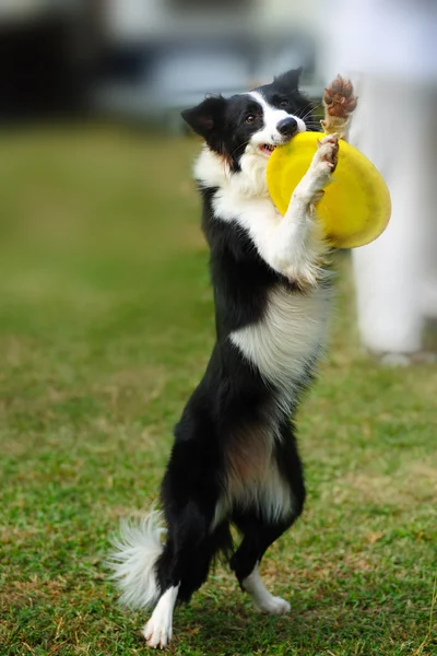 Border collie dog holding toy — Stock Photo, Image