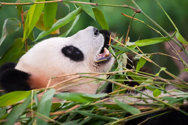 Stock image Giant panda