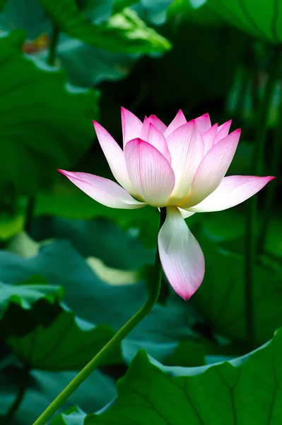 Kwitnący kwiat lotosu — Zdjęcie stockowe