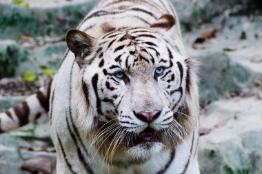 White tiger clipart