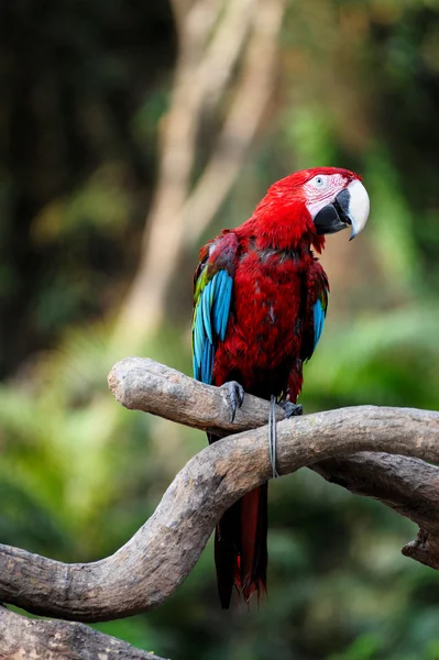 Parrot bird — Stock Photo, Image
