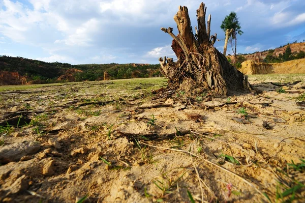 stock image Tree root on dried field