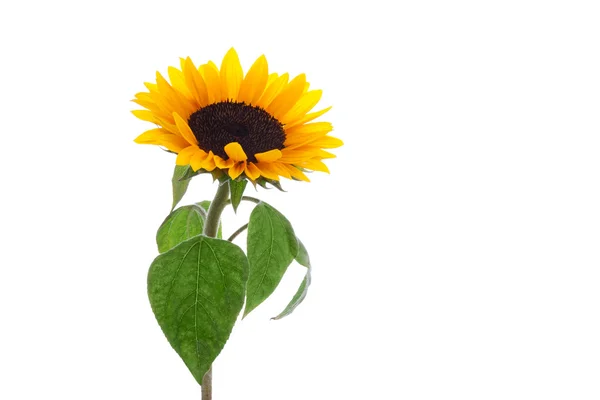 Isolated sunflower with beautiful leaves on white background — Stock Photo, Image