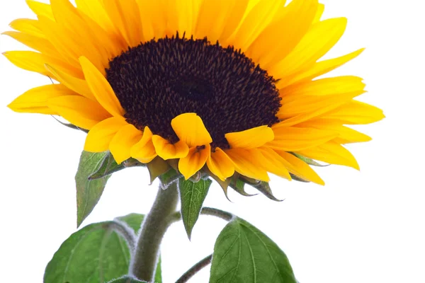 stock image Isolated sunflower with beautiful leaves on white background