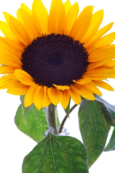 Stock image Isolated sunflower with beautiful leaves on white background